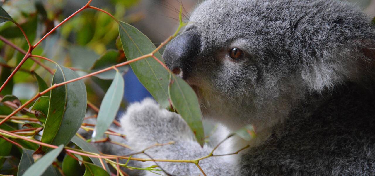 AUD/USD: aussie menginginkan ke utara